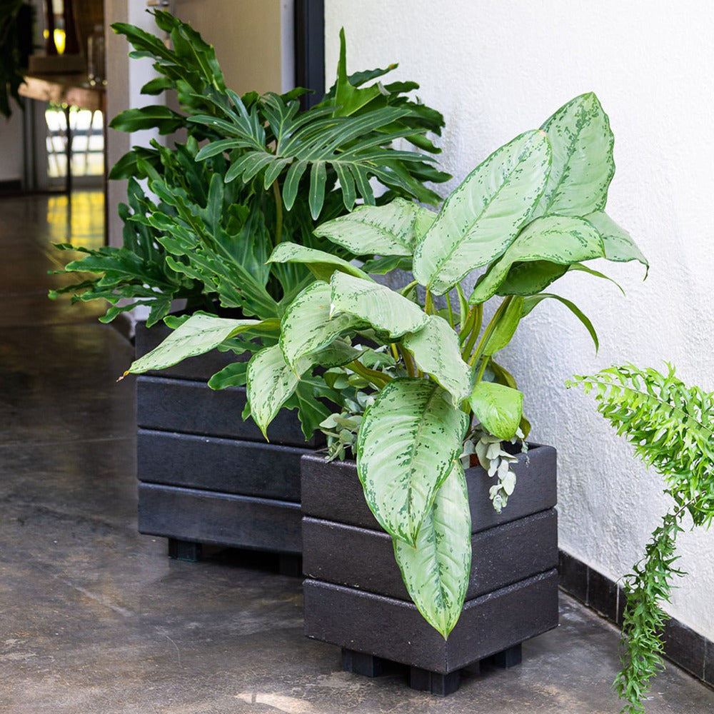 Materas Jardineras Ficus 30x30x30 cm